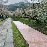 【京都桜最新2025】終焉を飾る『花筏』出現！南禅寺～蹴上インクライン～哲学の道、他☆