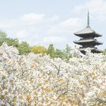 【京都桜振り返り2025】遅咲き桜の代表格「御室桜」が今年も美しかったです「世界遺産 仁和寺」