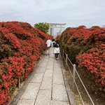 【2025京都開花最新】見頃です！キリシマツツジ名所『長岡天満宮』を真っ赤に染める絶景☆