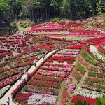 宇治に圧巻の新スポット登場！見頃を迎える平等院の藤、三室戸寺のツツジ