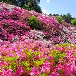 京都ツツジの名所「三室戸寺」で絶景ツツジを堪能！