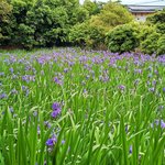 国の天然『カキツバタ』が見頃！上賀茂神社の摂社「大田神社」