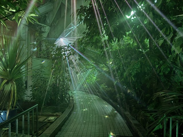 再び京都に！8万人が魅了された没入型アートナイト！府立植物園で開幕
