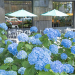 【京都あじさい】御池ブルー、今年も健在♪街を彩る紫陽花風景「御池通のあじさい」【京都花めぐり】