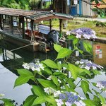 【京都】宇治川派流のあじさいが見頃！伏見桃山でのんびり散歩