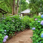 【京都2025】洛南きっての紫陽花の名所「藤森神社」