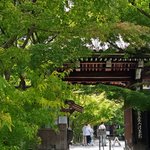 【2025京都】初夏の青もみじが清々しい東山「永観堂 禅林寺」