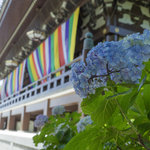 【京都花めぐり】パステルカラーの紫陽花に癒される「智積院」　