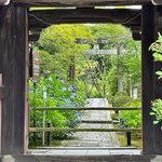 【京都花めぐり】季節の花々開花中☆南禅寺の梔子＆夏椿～野村碧雲荘の花菖蒲～金地院の紫陽花