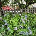 【京都紫陽花2025】受難の猛暑！新幹線沿い京都駅徒歩圏内の源氏ゆかり神社「六孫王神社」