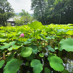 【京都ツウ】知る人ぞ知る『蓮の花』名所☆平安様式の国宝建築と圧巻の仏像寺院「法界寺」