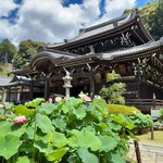 【京都花の寺2025】主役は紫陽花から蓮花へ☆100種の蓮が満たす極楽浄土「三室戸寺」