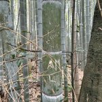 【ショック】嵐山「竹林の小径」で相次ぐ落書き、被害350本以上！美しさと安全性の危機