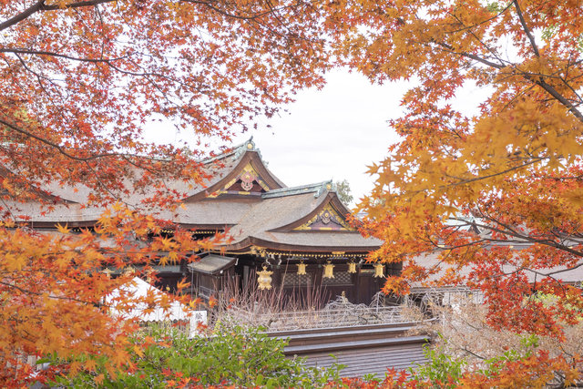京都紅葉2025】12/10(水)まで公開延長♪北野天満宮『史跡御土居の