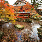 【2025京都紅葉】静かに秋を惜しむ散紅葉！山科エリアの紅葉名所☆毘沙門堂～山科疏水