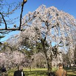 【京都桜最新2026】地下鉄駅スグ好立地な桜名所☆市内中心『京都御苑』枝垂れ桜が見頃☆