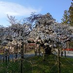 【京都】西山山麓　満開3日の幻の桜、天高く西行桜が満開、鳥獣の庭の桜もまもなく！