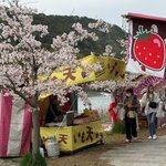 今年で開催50回！桜咲く宇治の恒例イベント「宇治川さくらまつり」