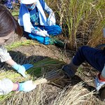 【京都西京】小学生が自分たちで植えたもち米を稲刈り　“おかき”として11月に販売体験へ