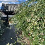 【京都ツウ】伏見にある知る人ぞ知る通称『萩の寺』名残り☆織田信長ゆかりの寺院「勝念寺」