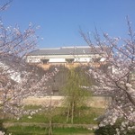 伏見　隠れた桜の名所。中書島の十石舟のりばに行ってきた。【穴場】