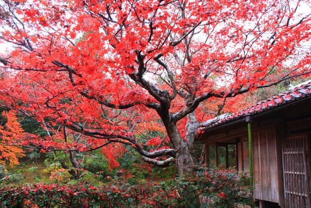 書院前に拡がる紅葉