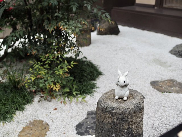 兎珈琲の中庭にウサギ