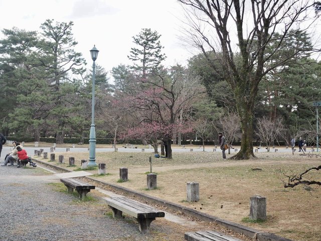 京都御苑の梅