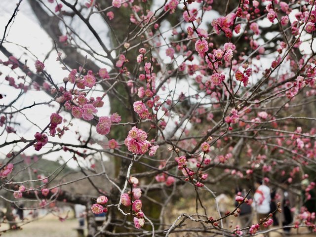 京都御苑の梅