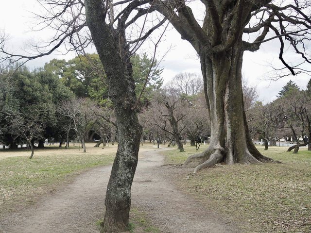 京都御苑