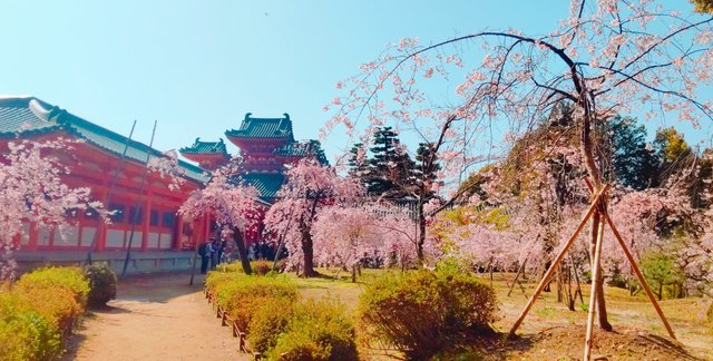 藤花 (262600)
