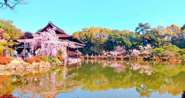尚美館と桜