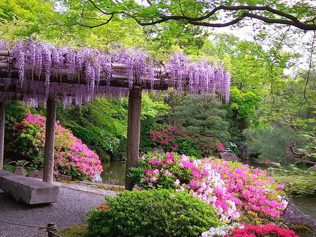 藤花 (263310)