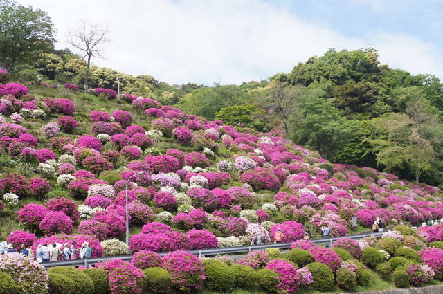 つつじです。 京都】5年ぶり！山手一面のツツジは圧巻の美しさ！無料一般公開「蹴上