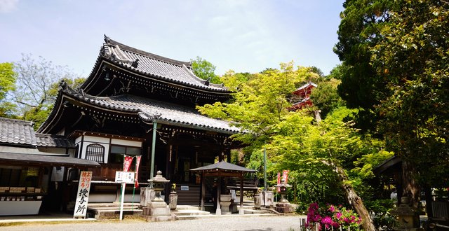 藤花 (264396)