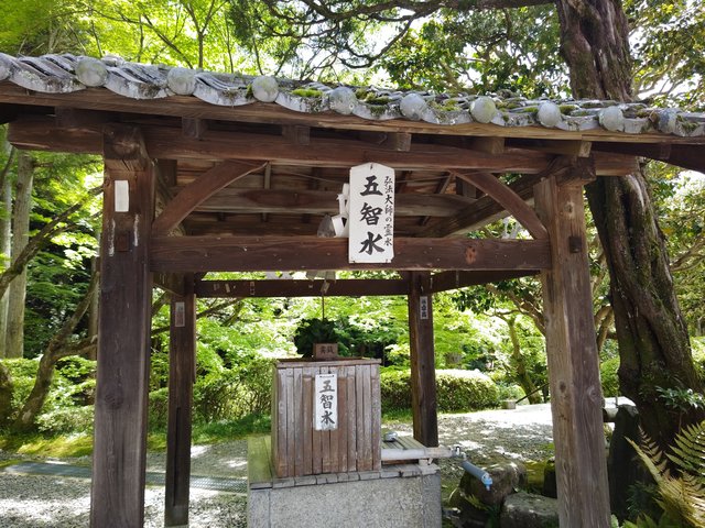 藤花 (264398)