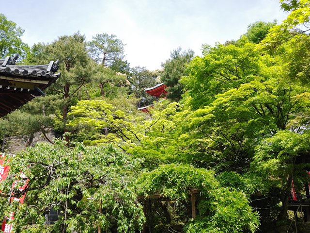 藤花 (264403)