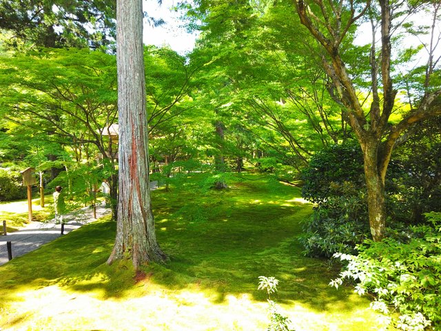 藤花 (267381)