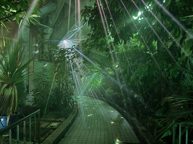 再び京都に！8万人が魅了された没入型アートナイト！府立植物園で開幕