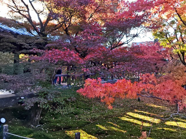 藤花 (295902)