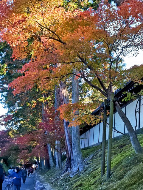 参道の紅葉