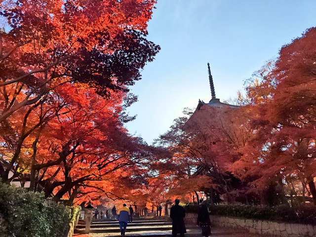藤花 (296321)