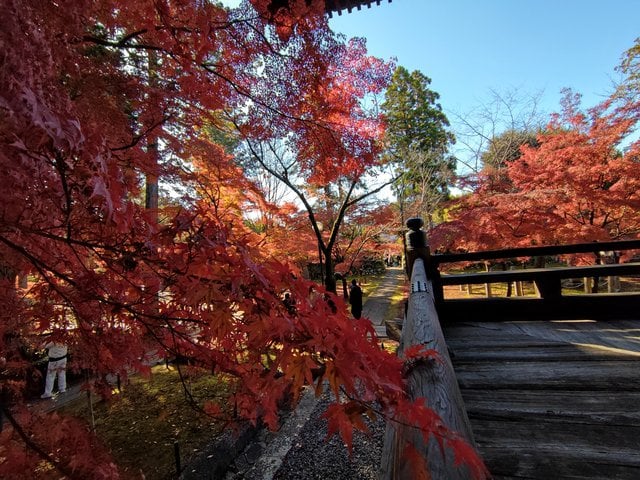 藤花 (296333)