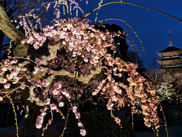 藤花 (302994)