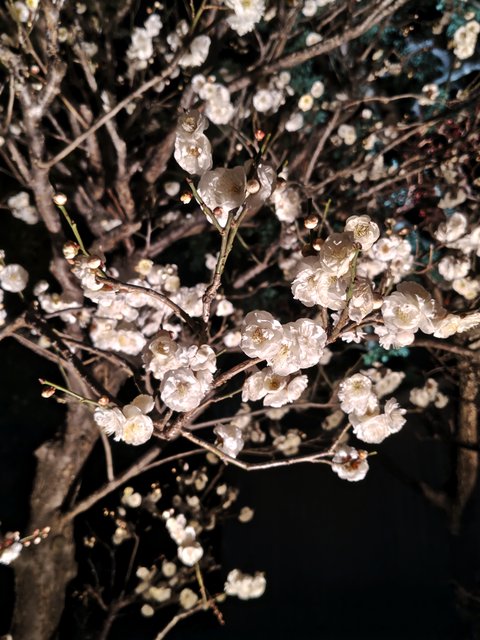 藤花 (302995)