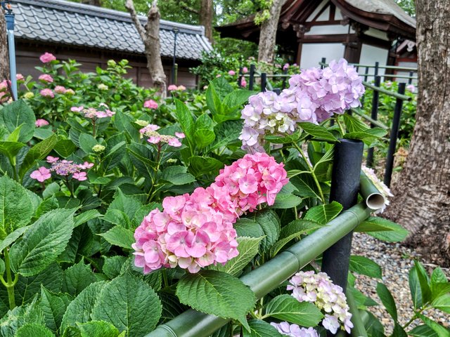 藤花 (311602)