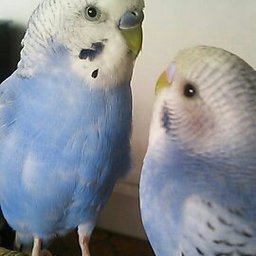 青い鳥