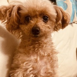 うまうまビッチ