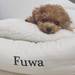 ワンちゃんのために熱中症対策を!2017年猛暑【犬の暑さ対策】を忘れずに♡