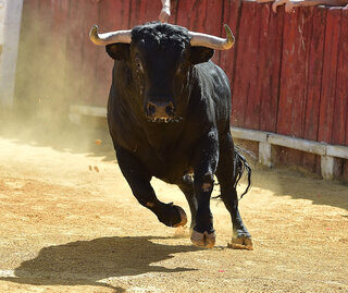 【Monthly Report】Elephant FX Aggressive 2024年4月
